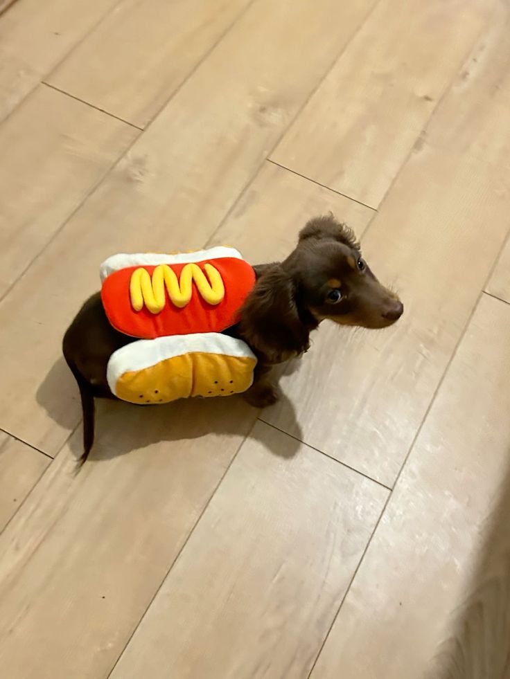 salsichinhas's tweet photo. Cachorrinho quente 🤏 https://t.co/LaJeHuxZVk