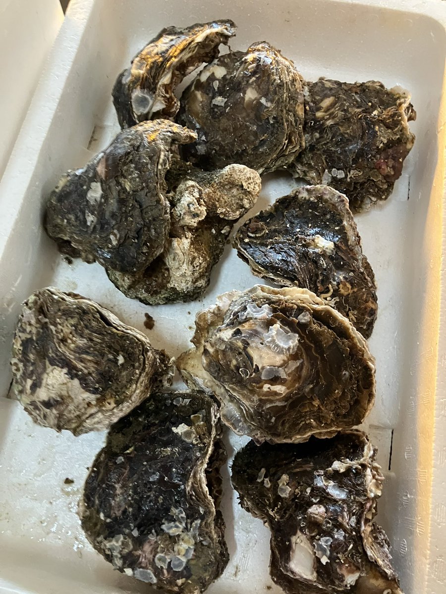 保田鮮魚店 tweet media
