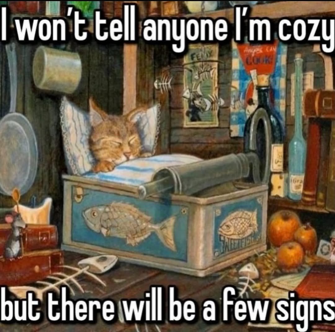 LiterallyMeCats tweet media