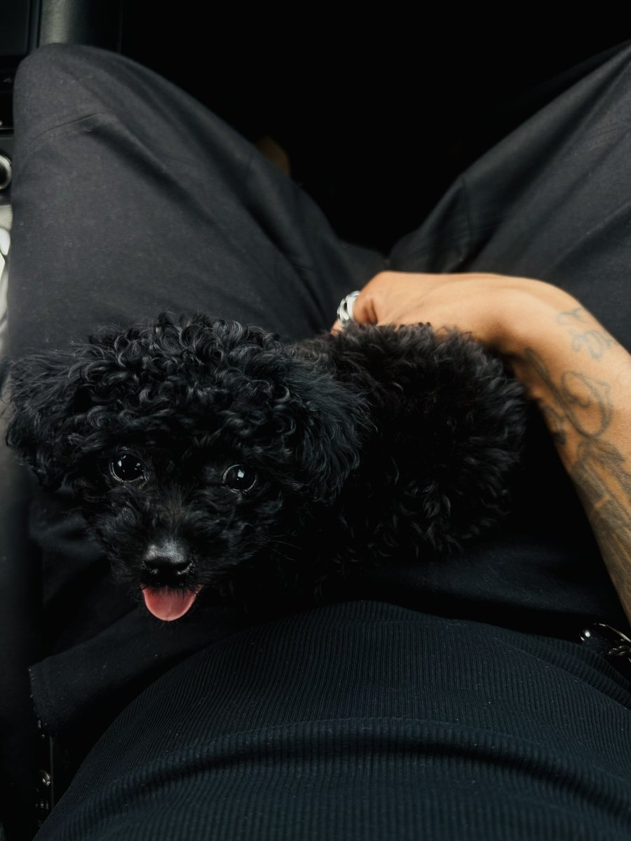 _DevonLee's tweet photo. The wait is finally over — I’d love to introduce everyone to my baby boy, Onyx 🐾🖤 https://t.co/Kn3yLQRWls