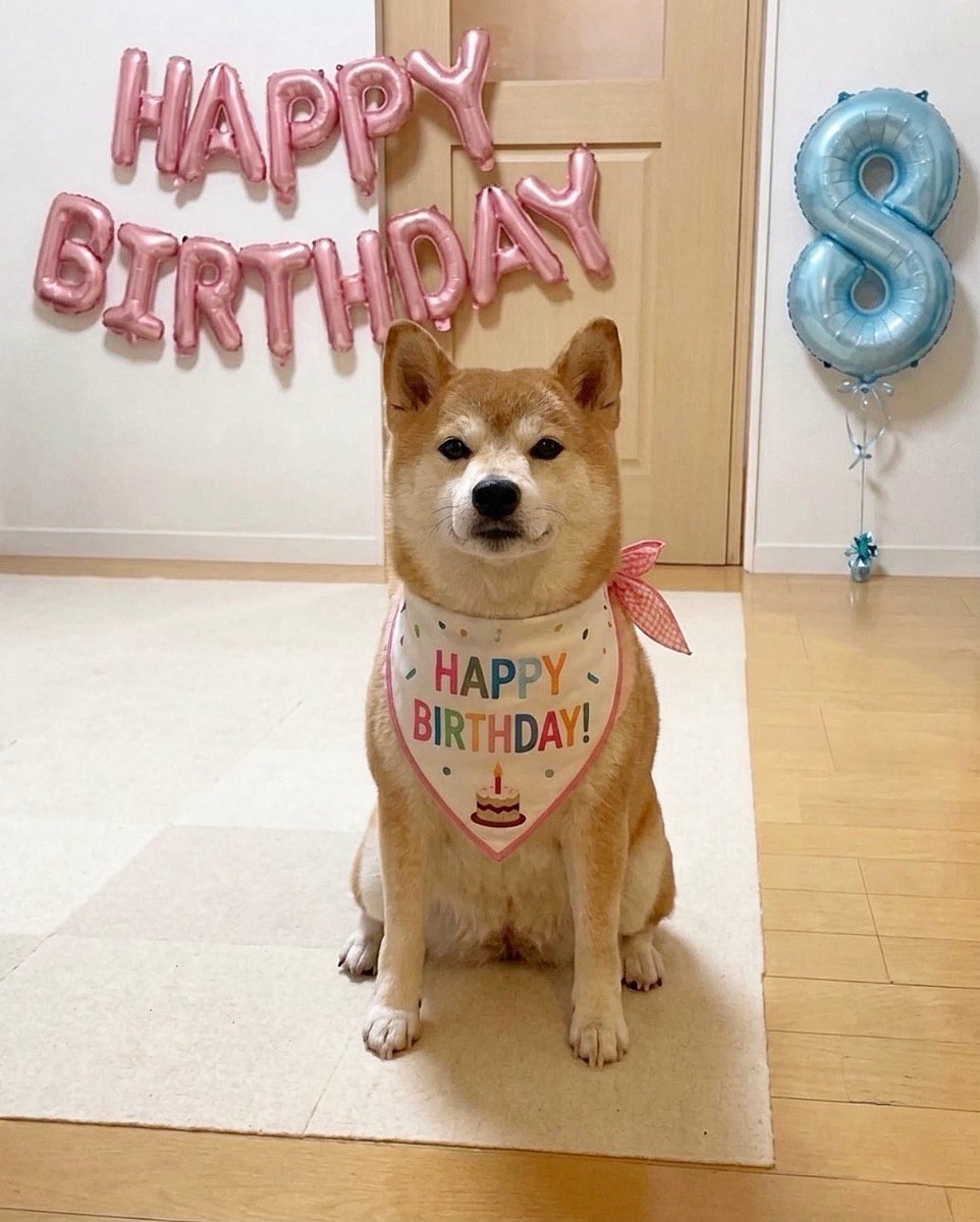 柴犬·͜·♡もも tweet media