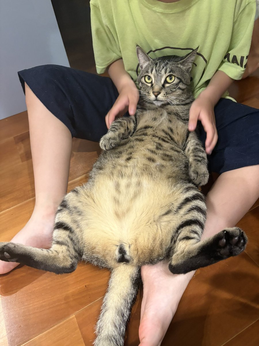 すずつむふう【我が家の可愛い猫’s】 tweet media