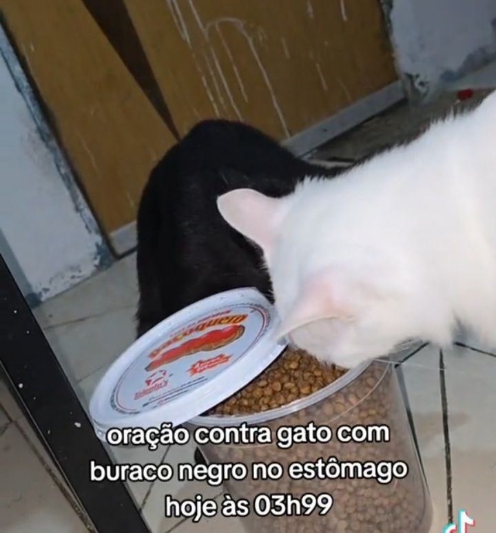 gatos fazendo gatices tweet media