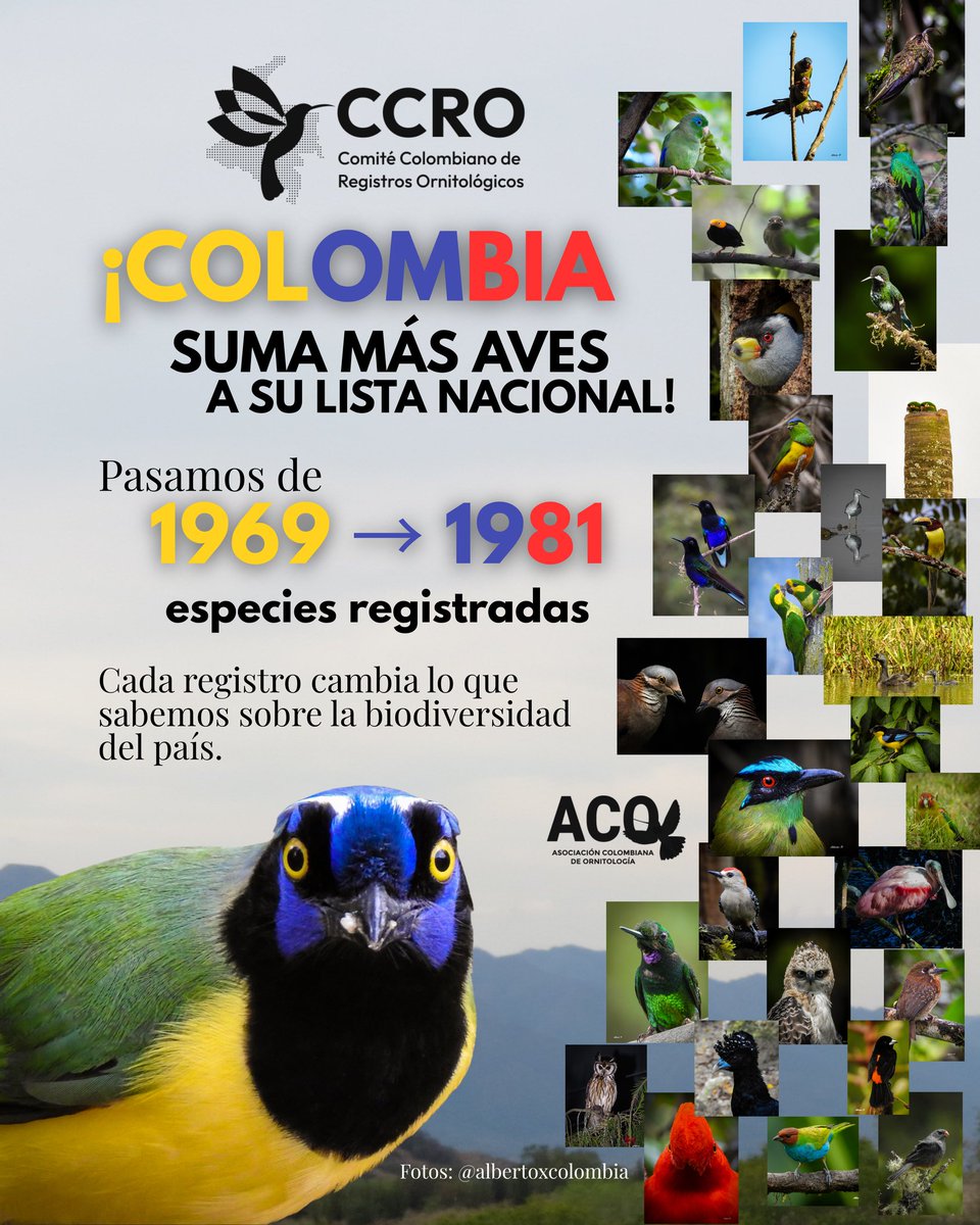 Asociación Colombiana de Ornitología | ACO 🦜 tweet media