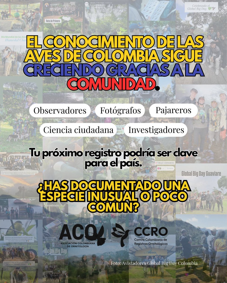 Asociación Colombiana de Ornitología | ACO 🦜 tweet media