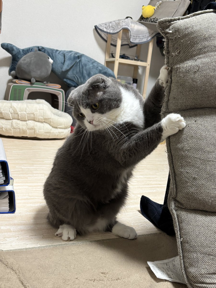 すなぎも tweet media