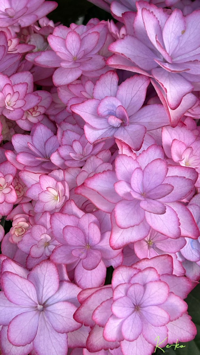 紫陽花 皆さんの周りでも、紫陽花は咲き始めましたか