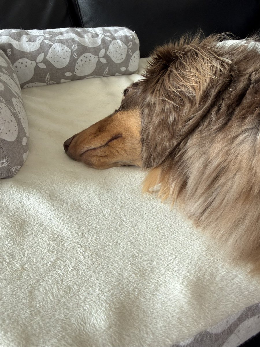 ヤバい飼い主 tweet media