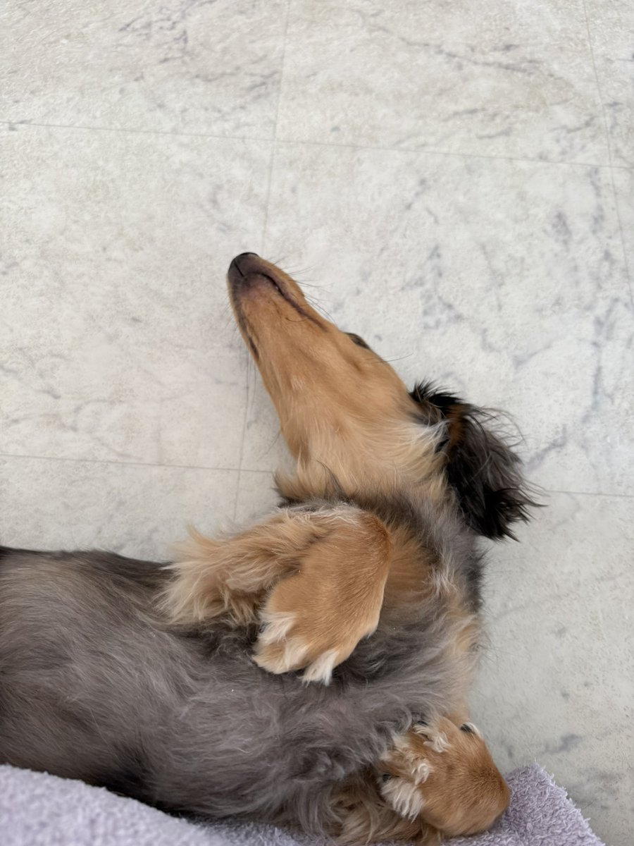 ヤバい飼い主 tweet media
