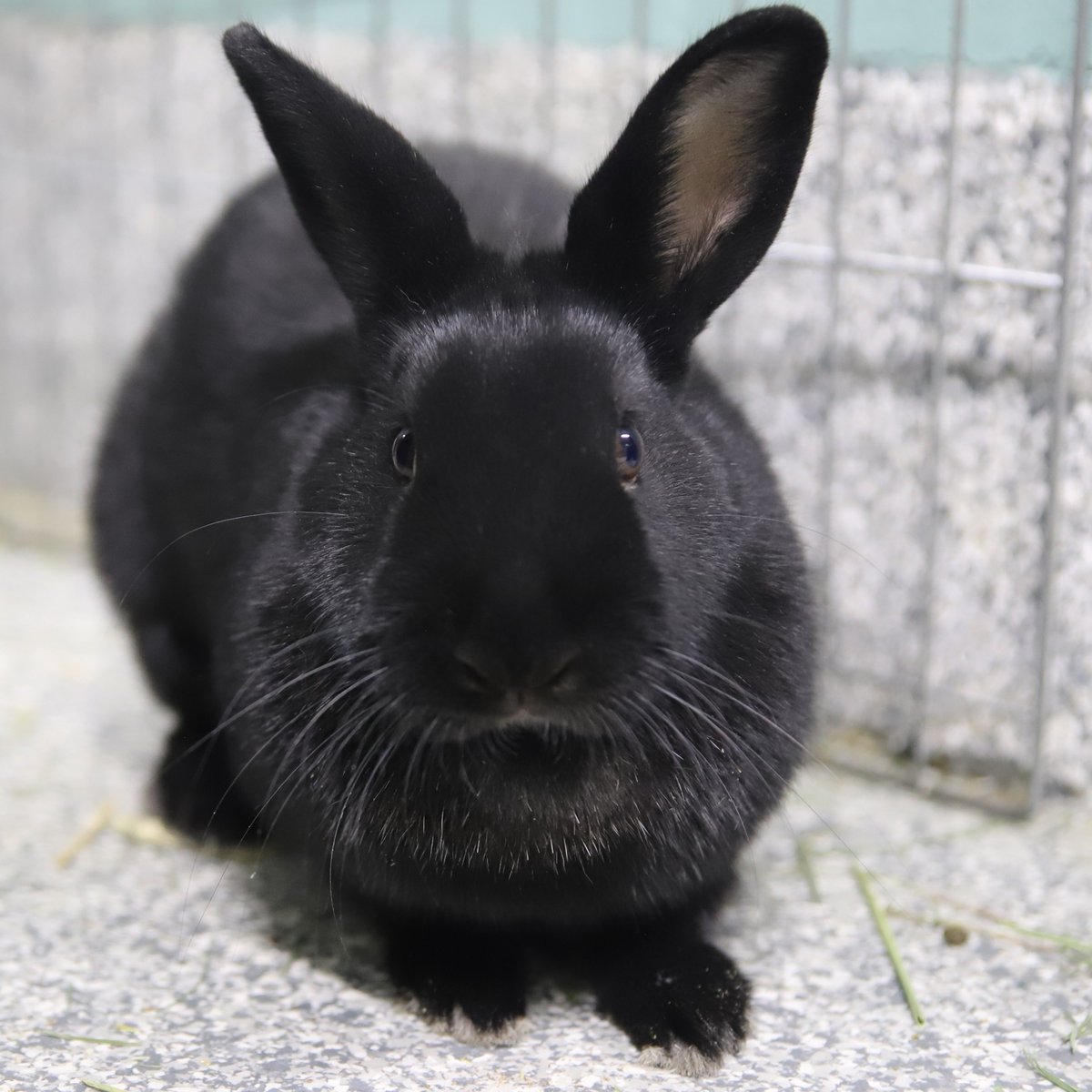Calgary Humane Society tweet media