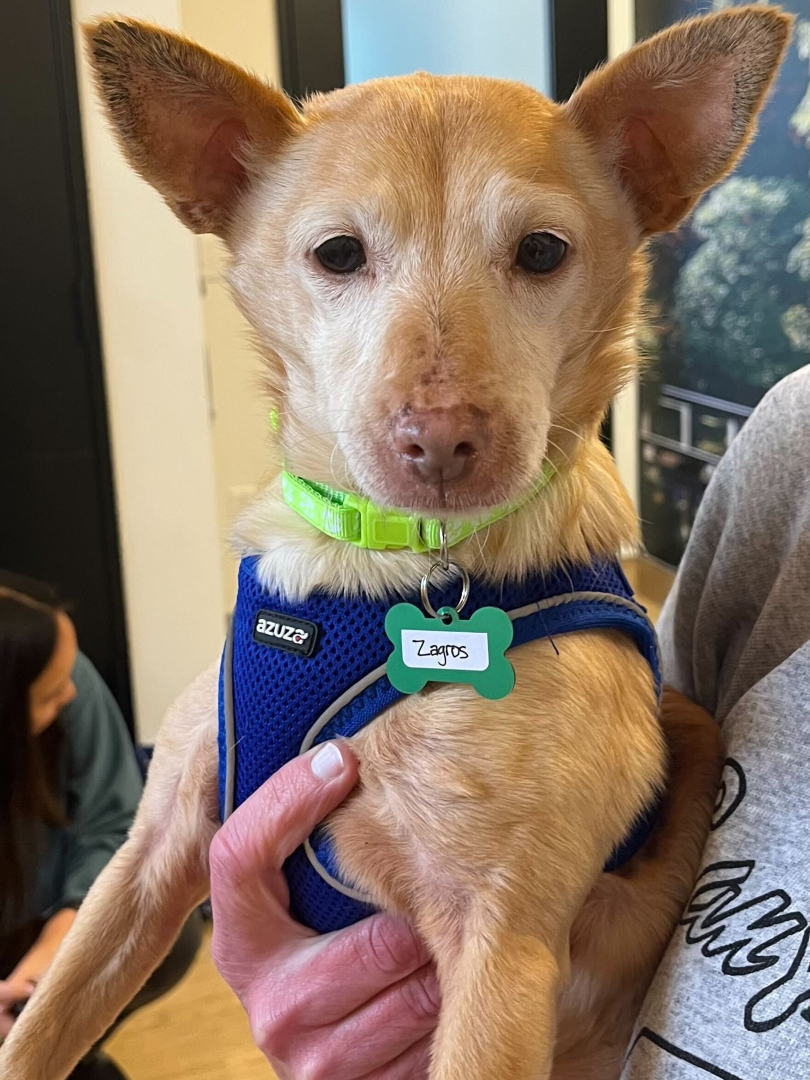 Muttville Senior Dog Rescue, San Francisco tweet media