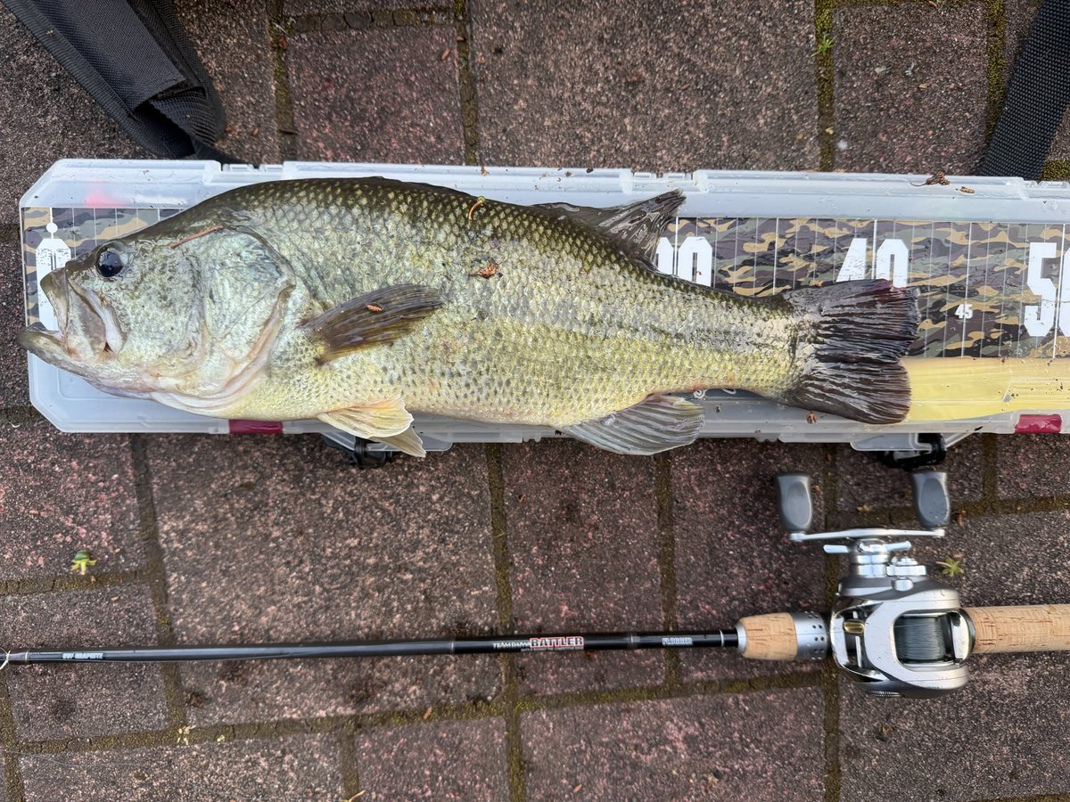 DullSwingMen's tweet photo. ほぼ30年前のタックルで嬉しい1匹

バスフィッシング最高かよ

#TeamDaiwa
#TDBATTLER
#TD-Z
#T.D.SPINNERBAIT HARRICANE https://t.co/5kK26Eb1VI