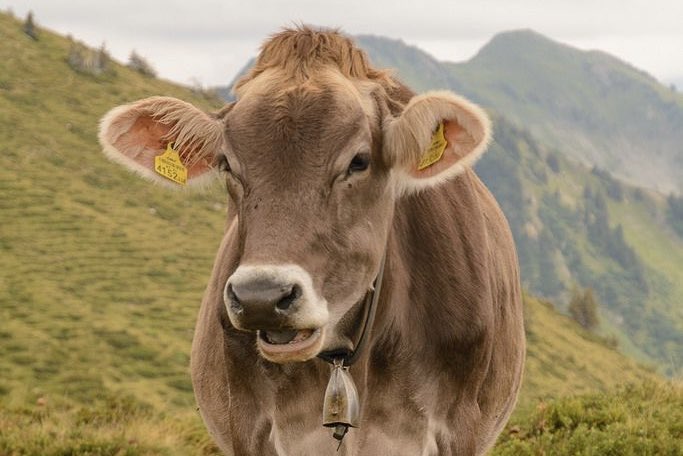 jack wolfe as cows tweet media