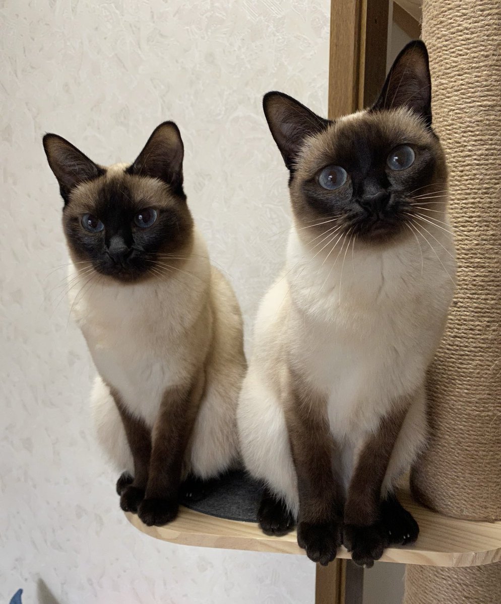 🌱猫と一緒 tweet media
