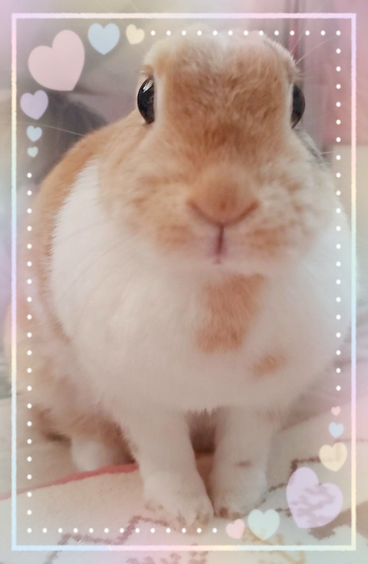 きなこお嬢様の日常🐰🩷 tweet media