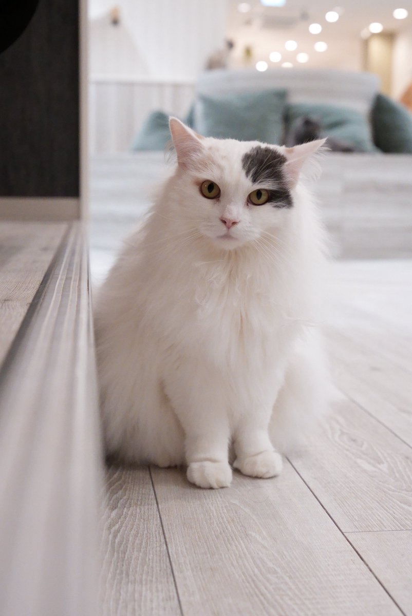 akihirocamera's tweet photo. #ilce7sm3 #sel2470gm2 #photo #cute #cat
#catcafe #nonnon https://t.co/E2ZvPG2lpy
