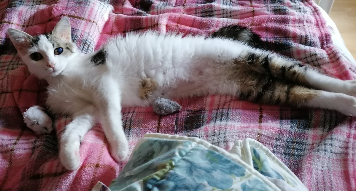 VirginiaHelpCat's tweet photo. Goodnight 🐱💕🌛⭐

#cat #lovecat #kitten #felv #fip #catrescue #strayscats #mygirl #gofoundme #support #fundraisingcampaign

https://t.co/oRABefvvVh https://t.co/Gcm03RFa6P