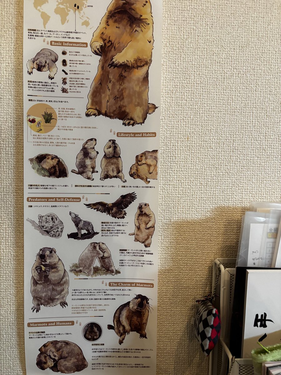 武健虹(たけけんこう) tweet media