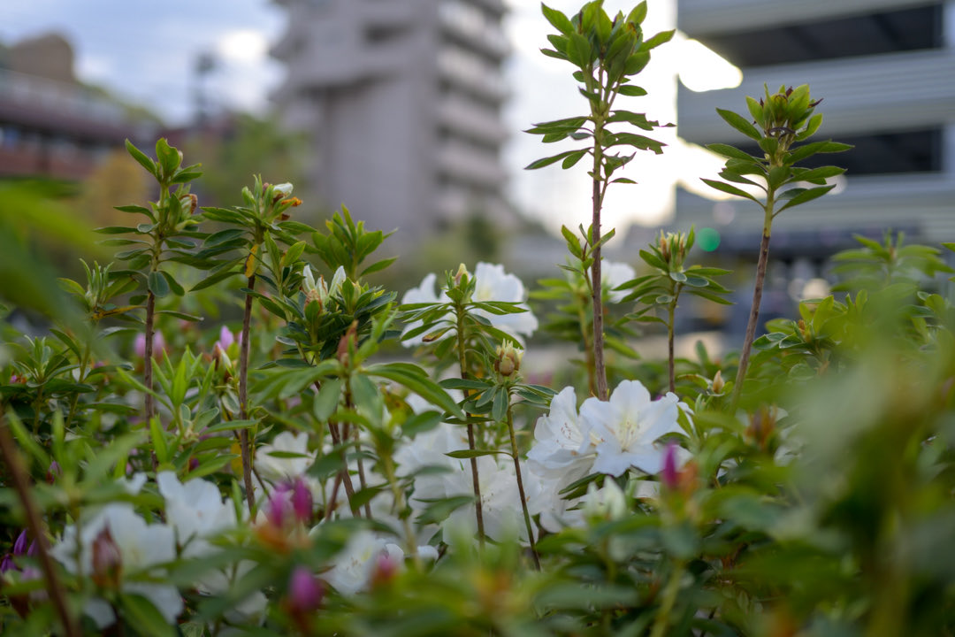 katamaricam's tweet photo. おはようございます。

本格的に日中の気温が高くなってまいりましたね。

暑さはいつまで経っても慣れませんが。

心地よく1日を迎えていきたいものです。

道の端に咲く花も。

健気に上を向いているのだから。

#私とニコンで見た世界 https://t.co/AuskOoAMP2