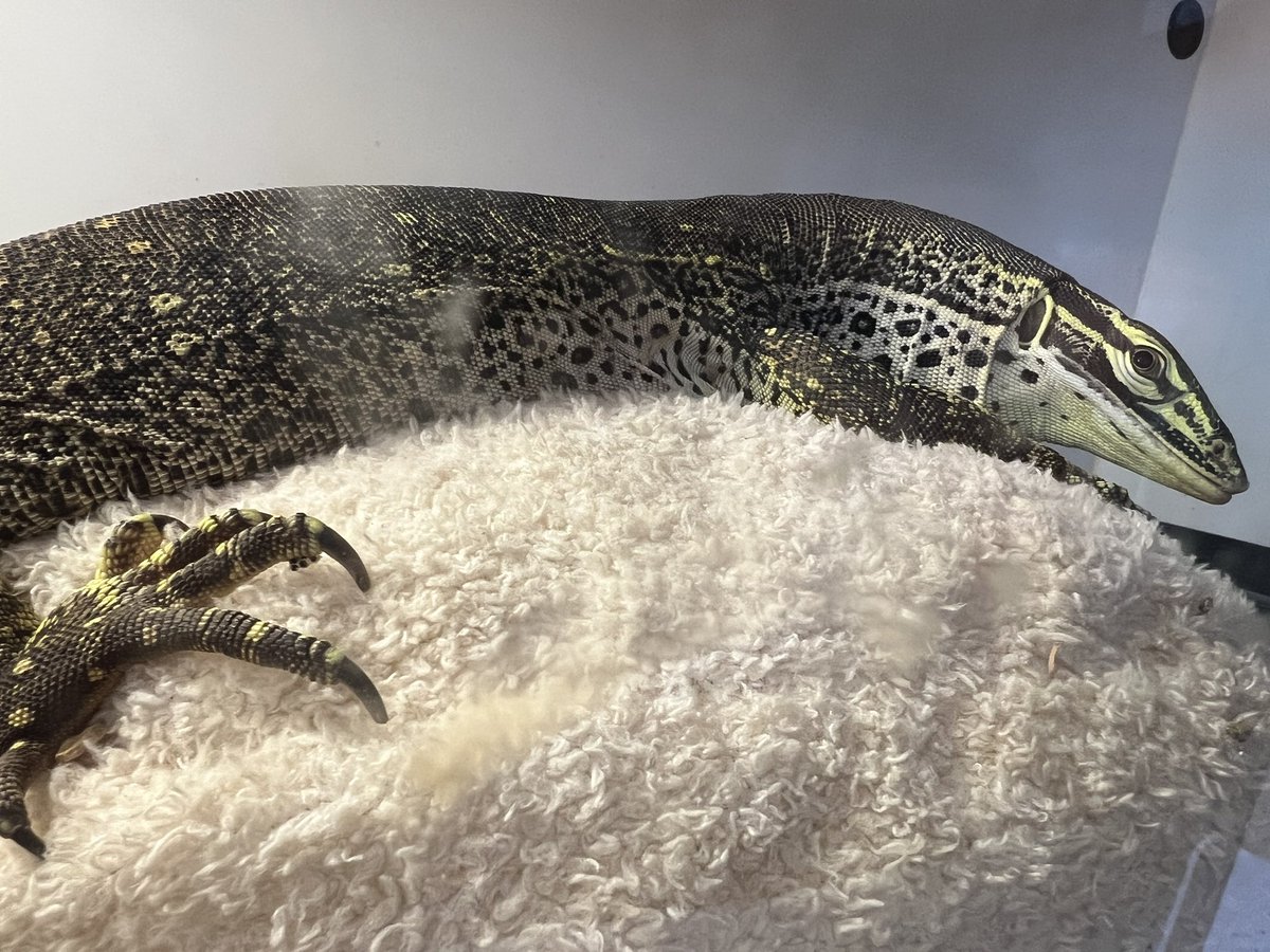 爬虫類絵師Croco tweet media