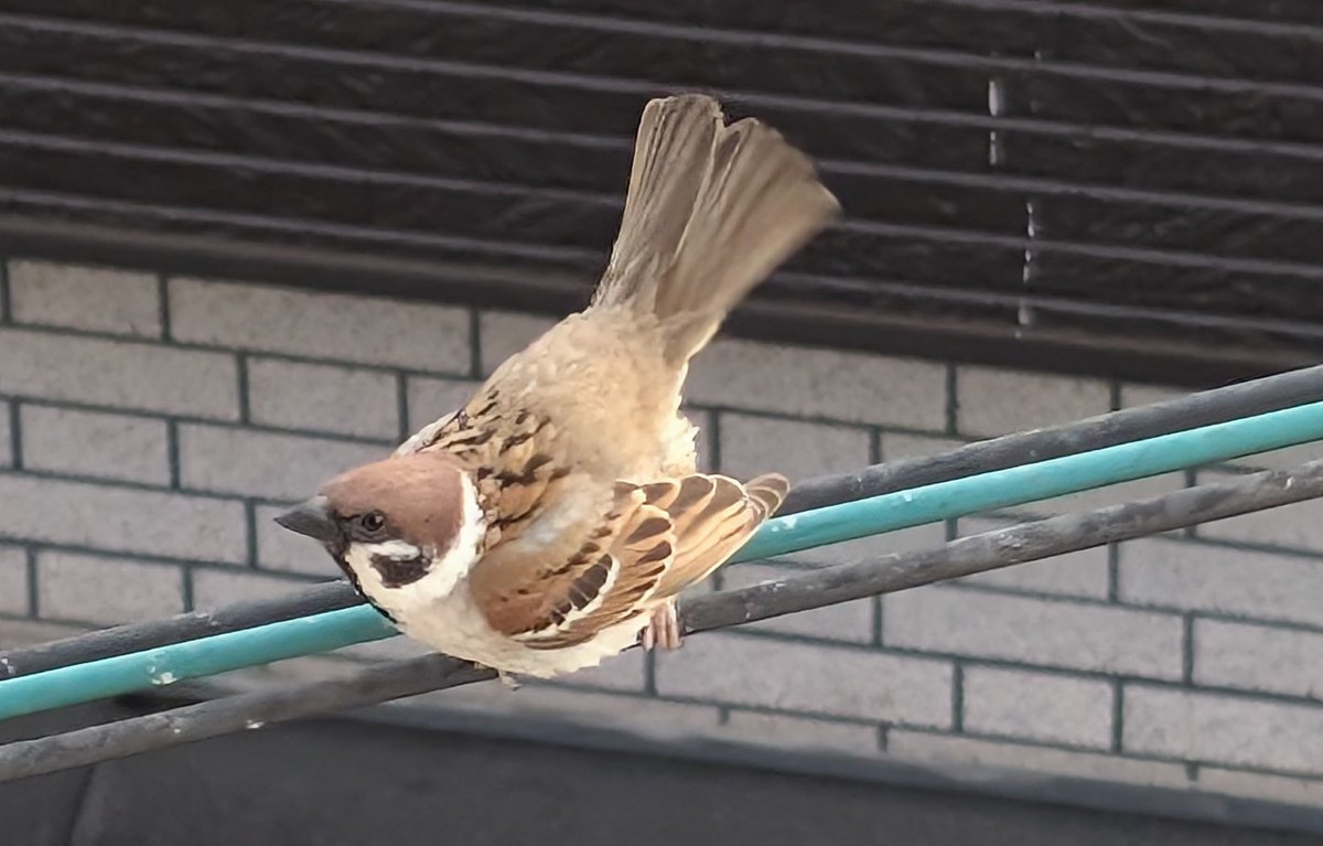 かずきよ tweet media