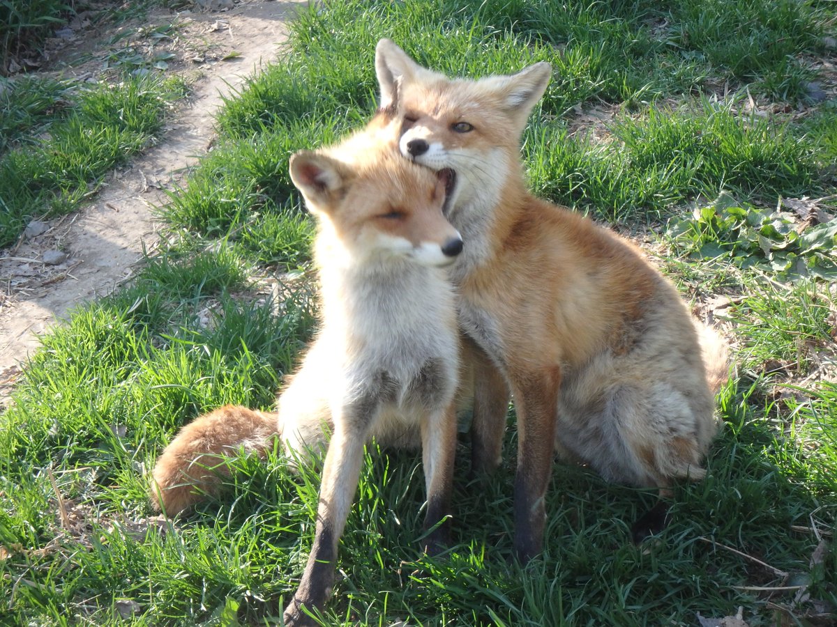 🐕karlunko🦊 tweet media