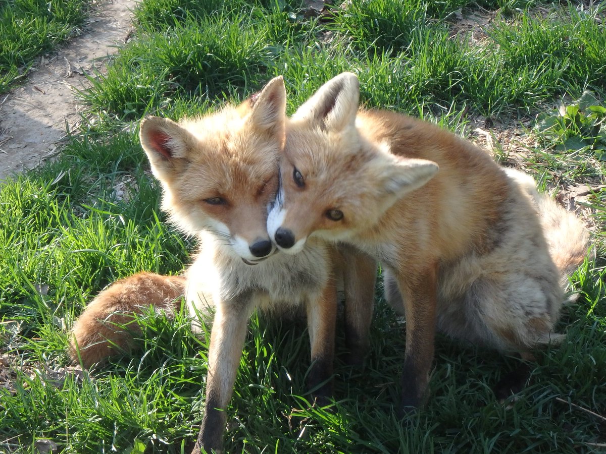 🐕karlunko🦊 tweet media