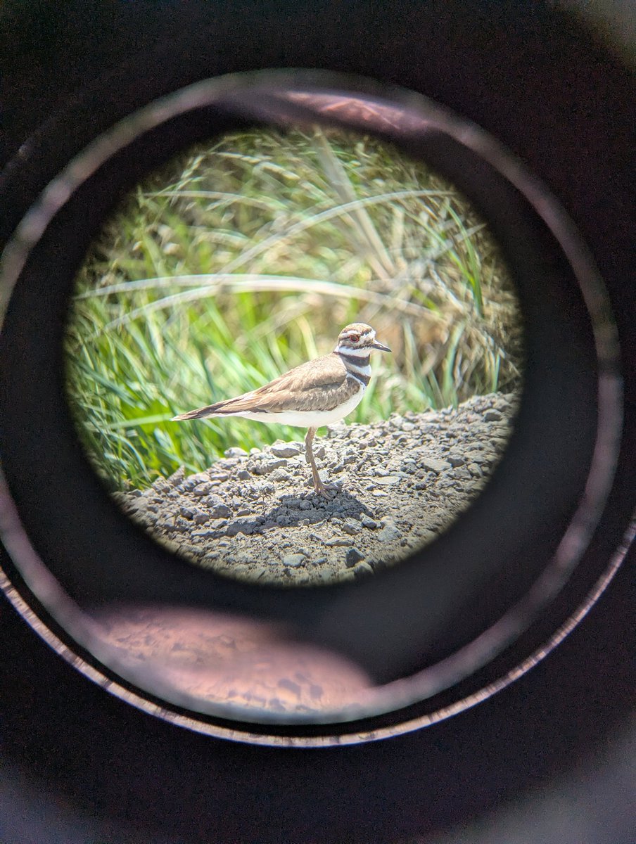 notafraidofbugs's tweet photo. Killdeer, red-winged blackbird, tree swallow, black-necked stilt https://t.co/hvtlvGfs9h