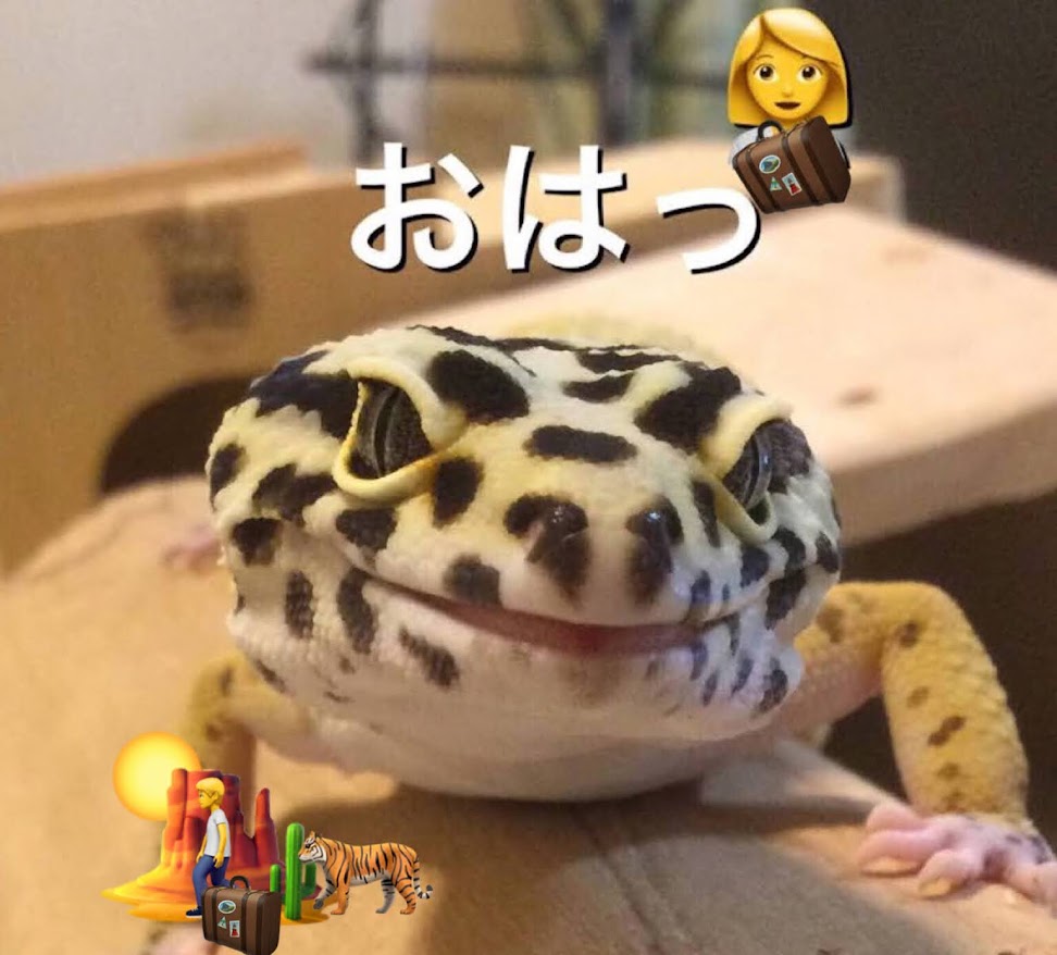 ヤンスー tweet media