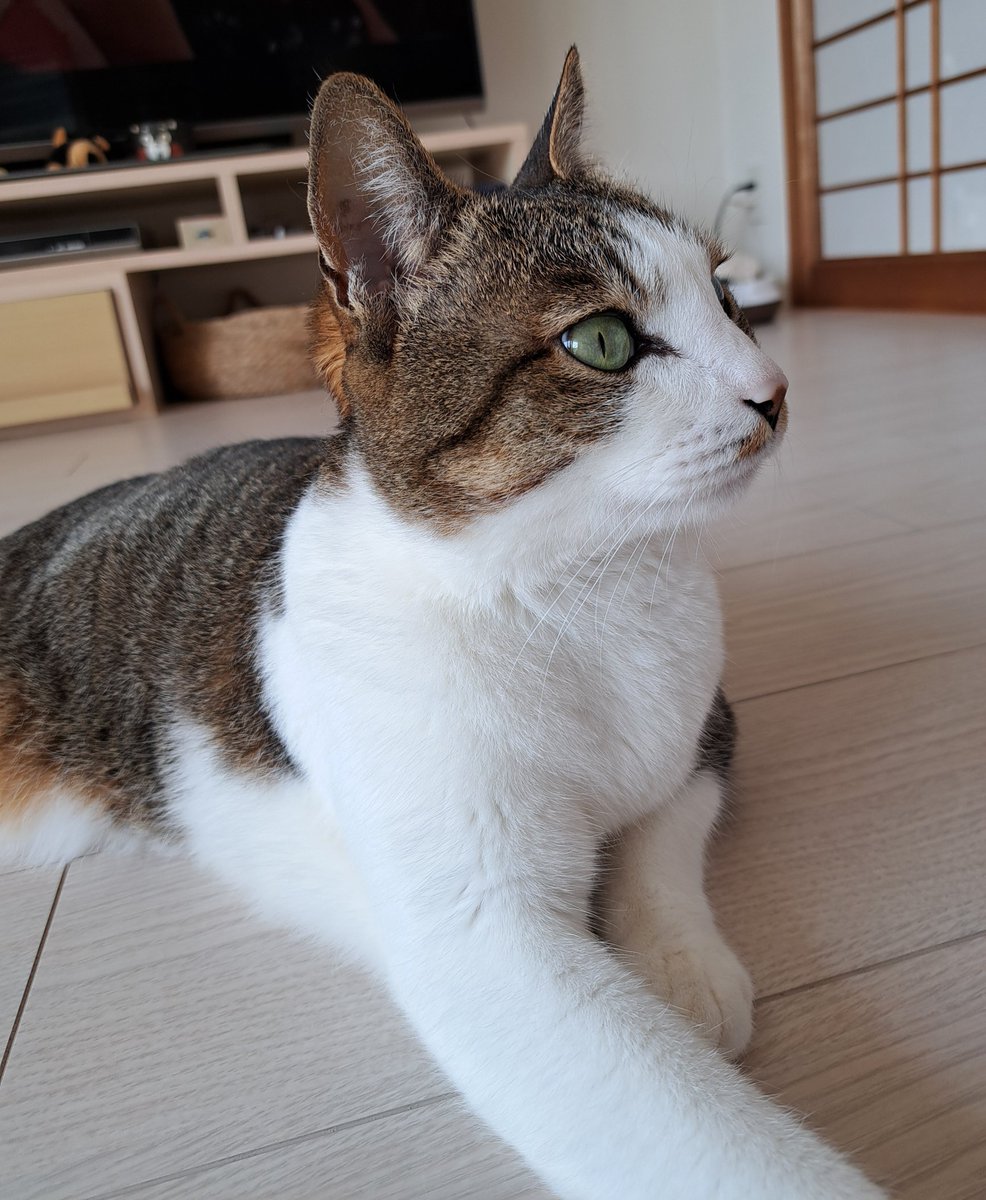人間さん、おはにゃ～ん😼✨