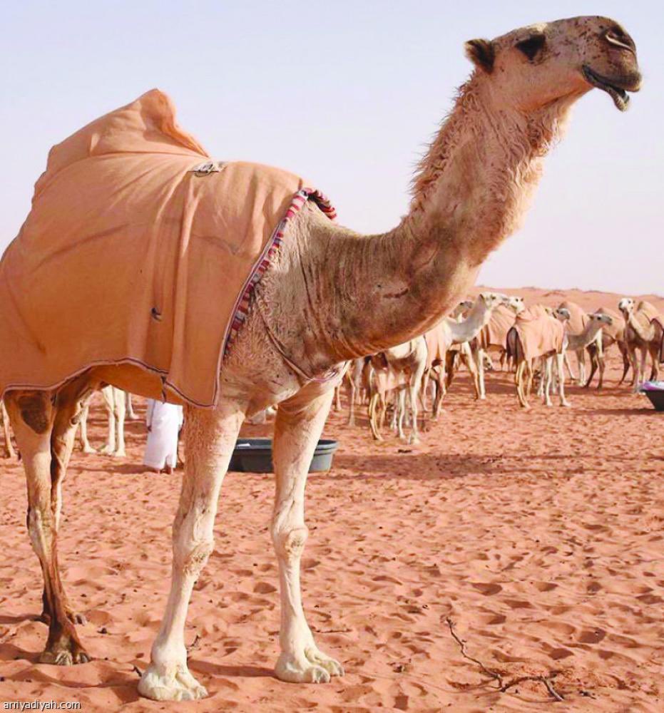 ka3bah's tweet photo. من ضحى بالإبل أو أهداها فيسن له أن يتصدق بجلالها (وهو مايغطى به ظهرها) لحديث علي رضي الله عنه أن النبي صلى الله عليه وسلم أمره أن يقوم على بُدنه وأن يقسم لحومها وجلودها وجِلالها في المساكين" متفق عليه
قال النووي رحمه الله:
فيه الصدقة بالجلال وهكذا قال العلماء
#عشر_ذي_الحجة https://t.co/US829701Wd