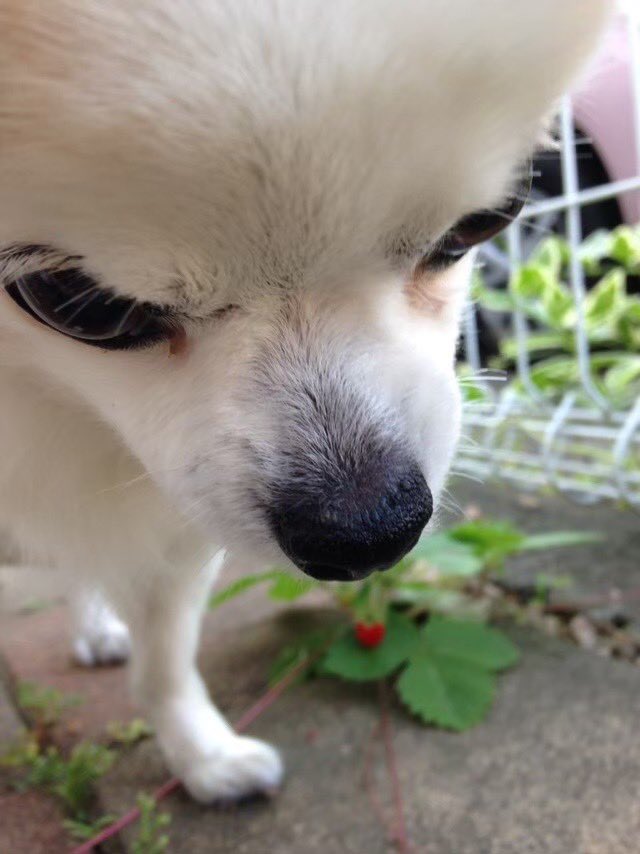 chien -シアン- tweet media
