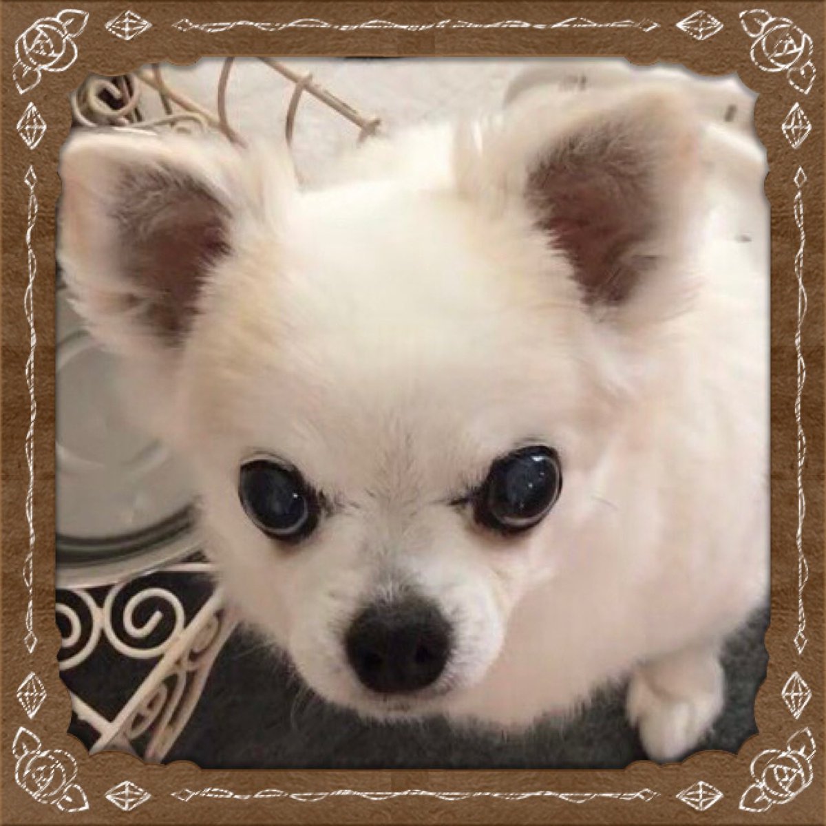 chien -シアン- tweet media