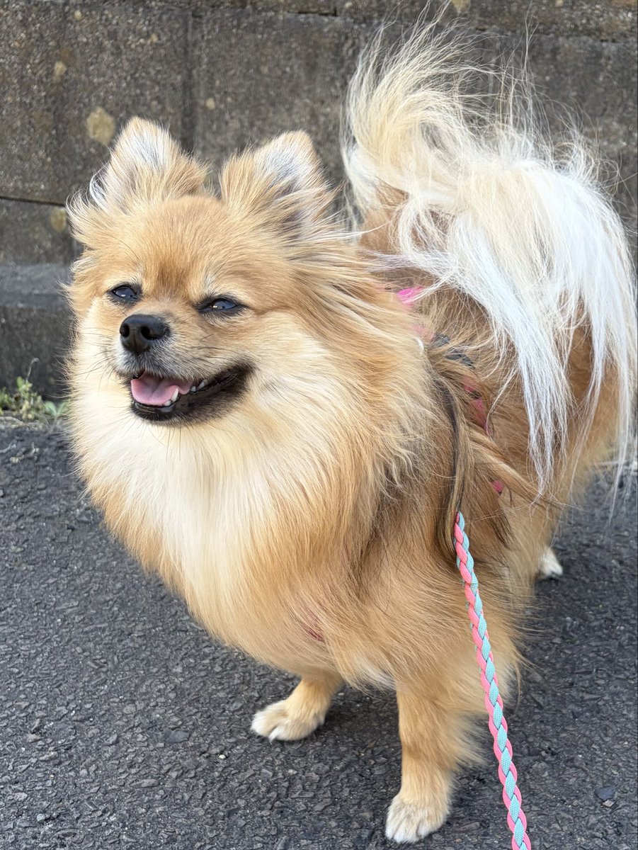 rado1230's tweet photo. 今日も暑くなりそう☀️
 #ポメラニアン #犬のいる暮らし https://t.co/OI6u9LOiNE