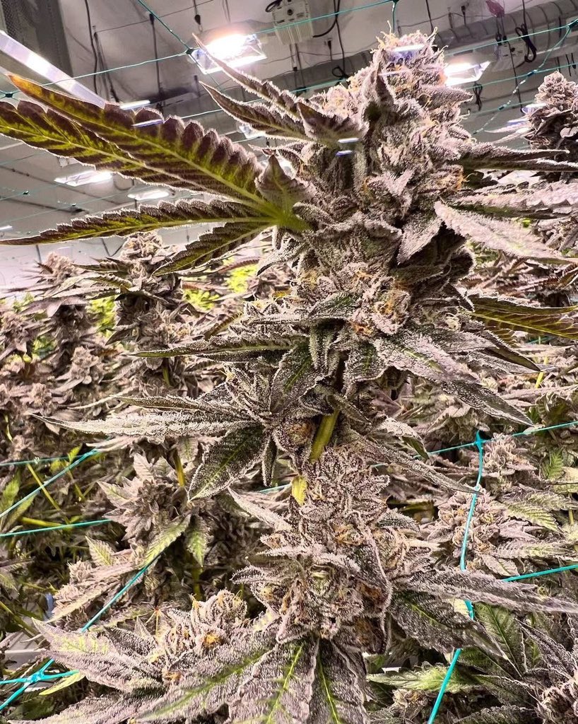 Bud Box puff tweet media