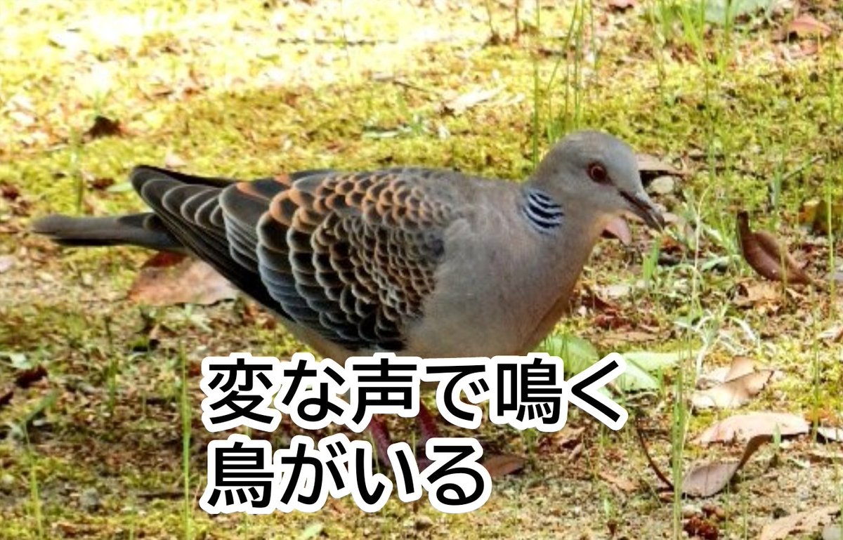 いがっぺ茨城 tweet media