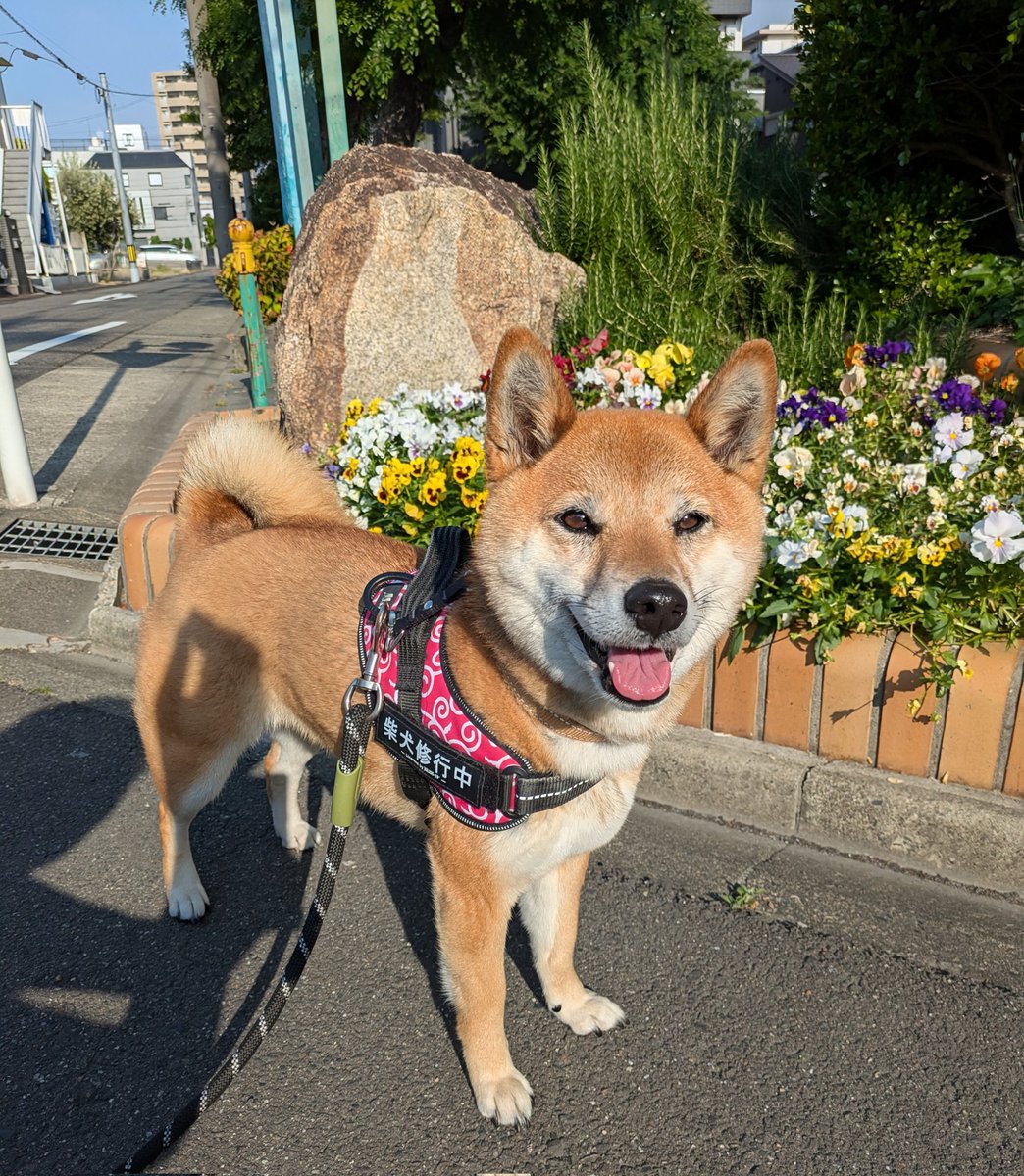 柴犬メイ tweet media
