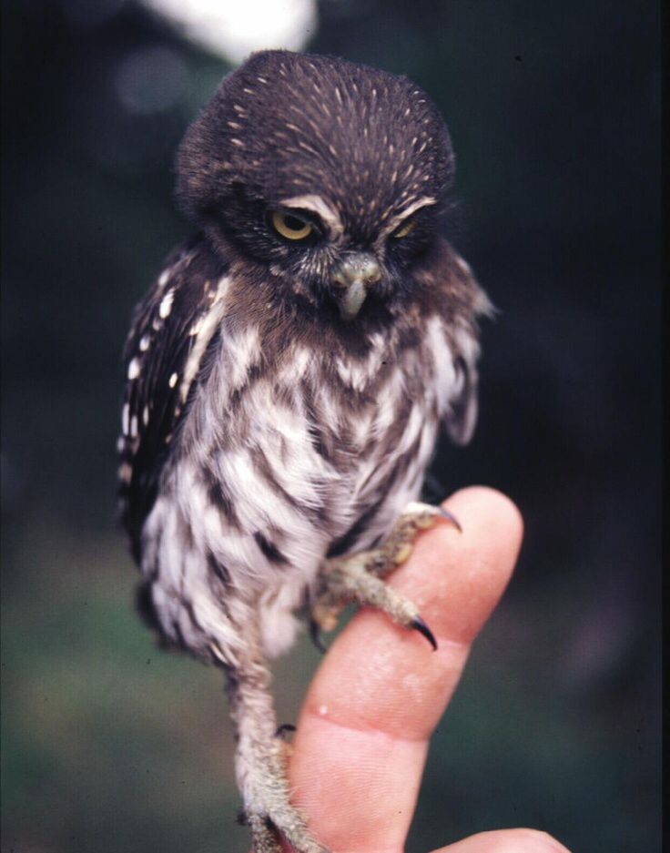 🌲Howl Owl🦉 tweet media