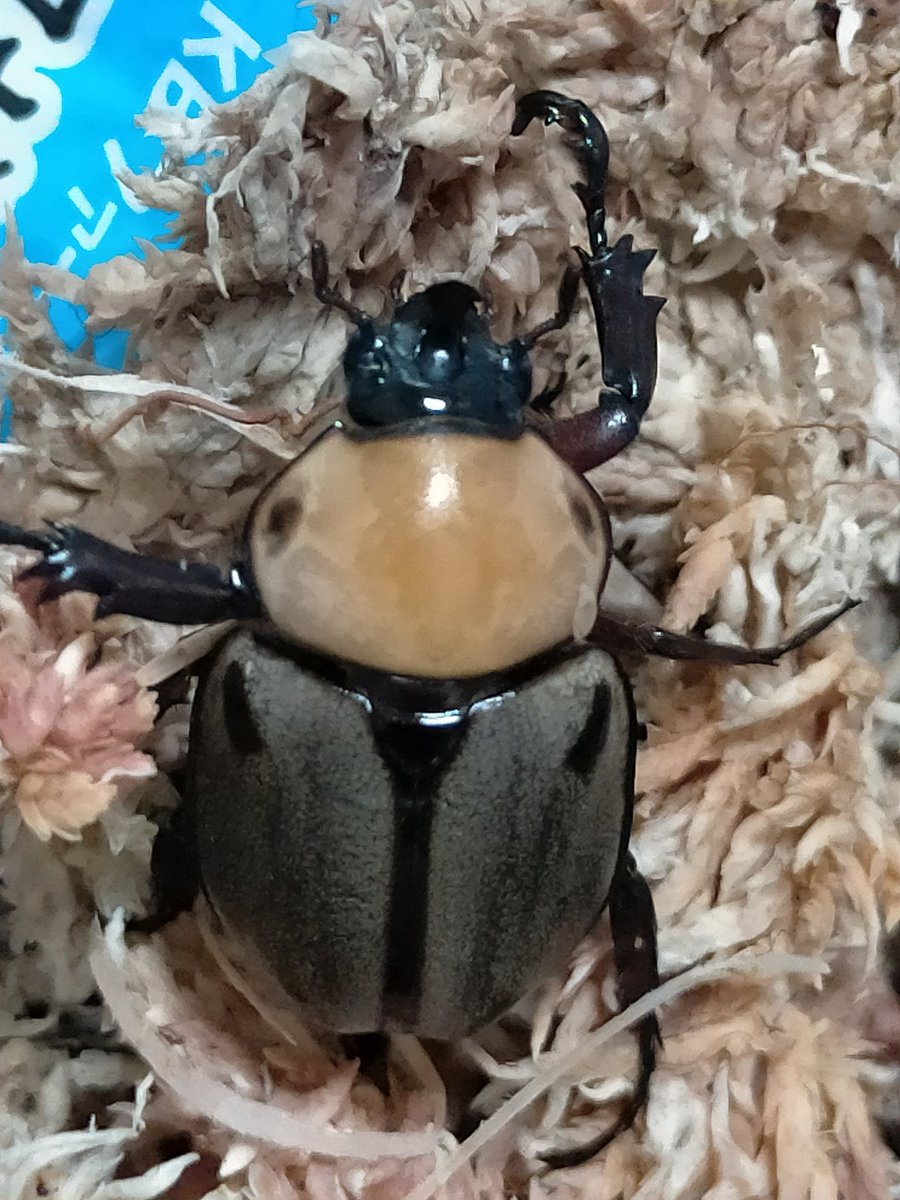 ミニコラヒナカブト？ ヨツボシヒナカブト♂。かわいすぎる☺️
