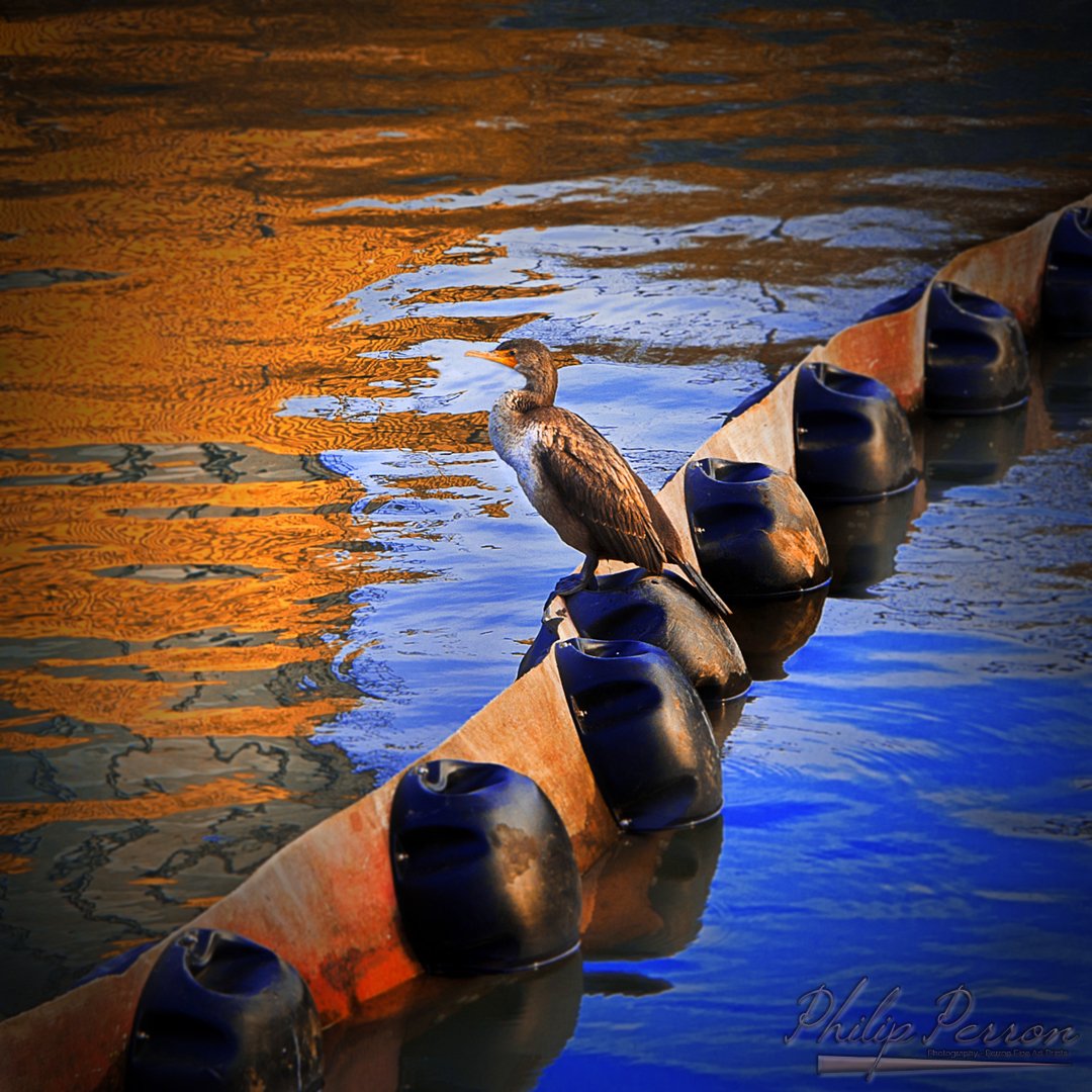 📸Philip C. Perron Photography📸 tweet media