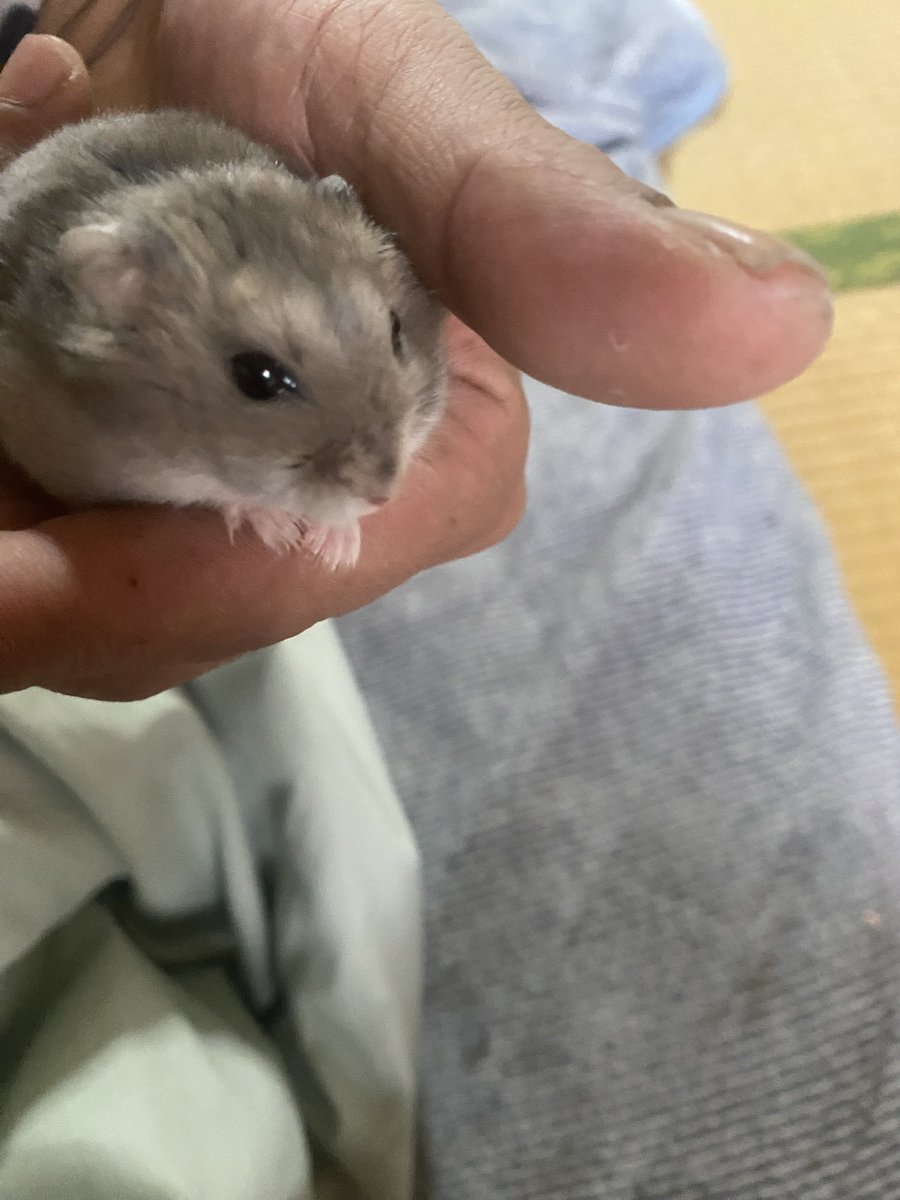 daisuke11180209's tweet photo. お利口さんだよ
じゅんこ🥰 https://t.co/aNSWNqmcmx