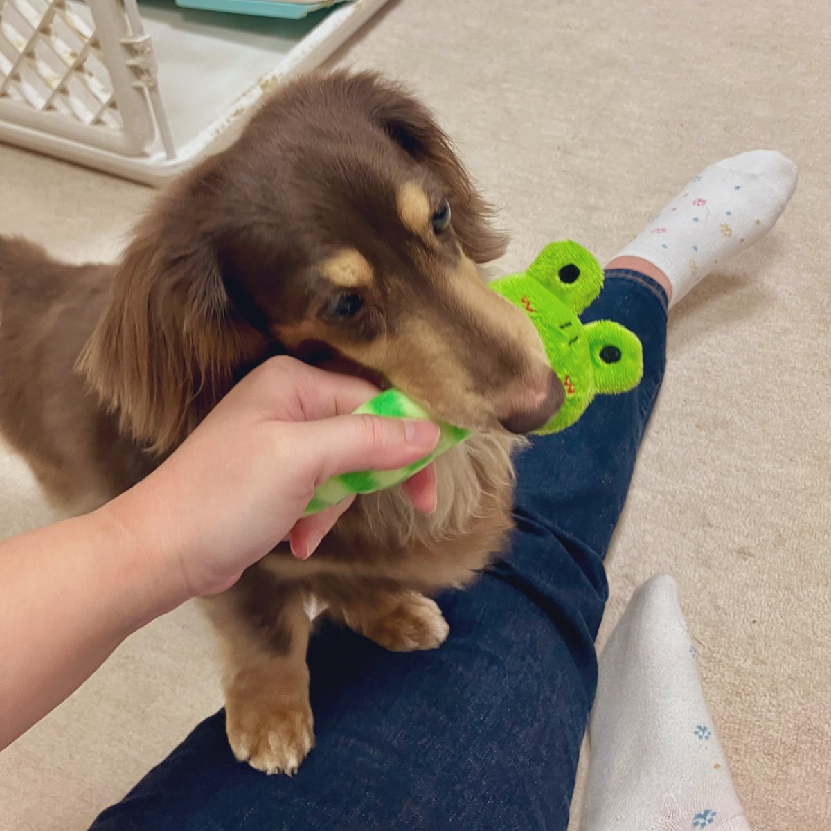 zoosashi's tweet photo. じわじわ復活しつつあります😌
まだ本調子ではないけど、底は抜けたかなと
弱音に優しいリプありがとうございました😭
もう少し体調とメンタル落ち着いたらお返事させてもらいます🙏🏻
ノエの写真見てほっこりしよう🐾 https://t.co/RMFYRdzevb