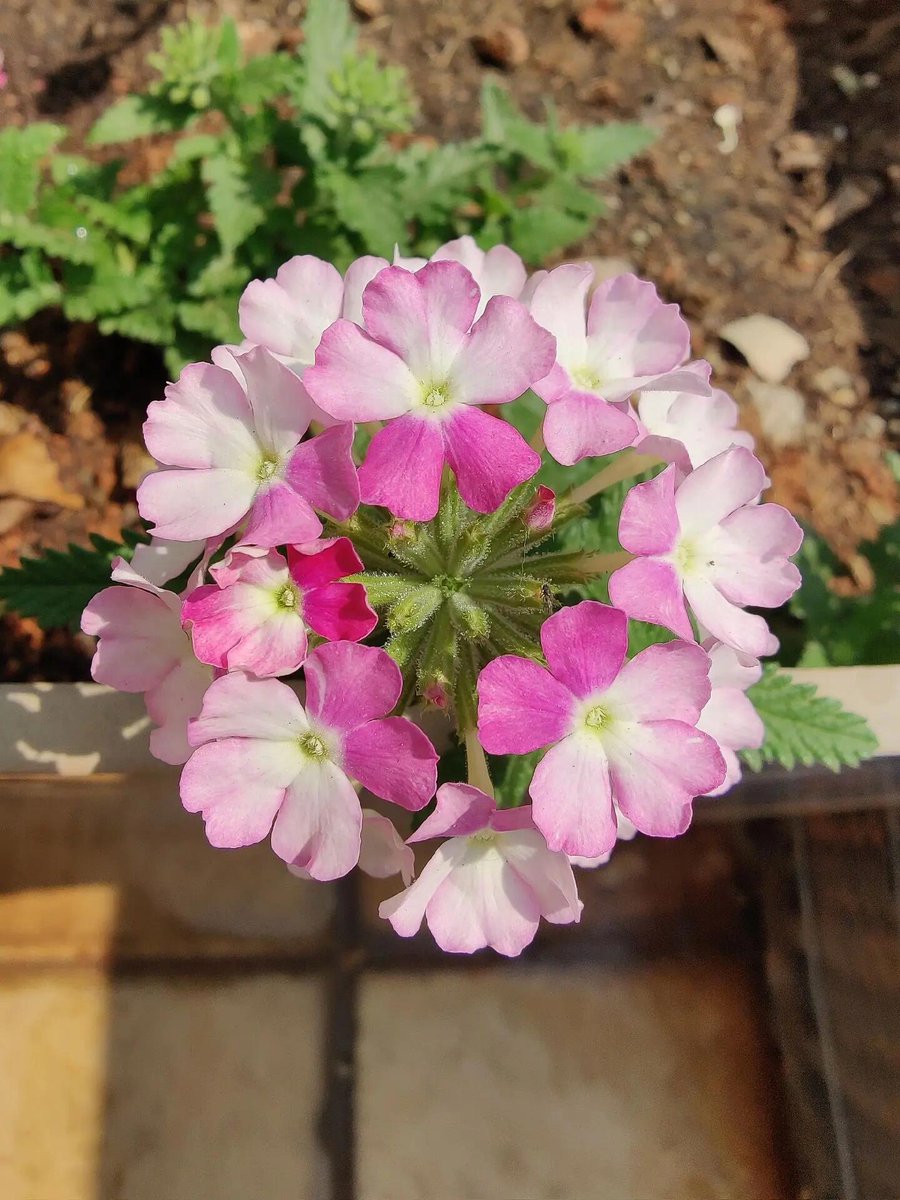 isel4fun's tweet photo. [Join our community garden spring planting this Sat, 10am at Oak Park! Free tools + snacks, all ages welcome—turn empty beds into colorful blooms! ]， https://t.co/SQ6dcKlVUS