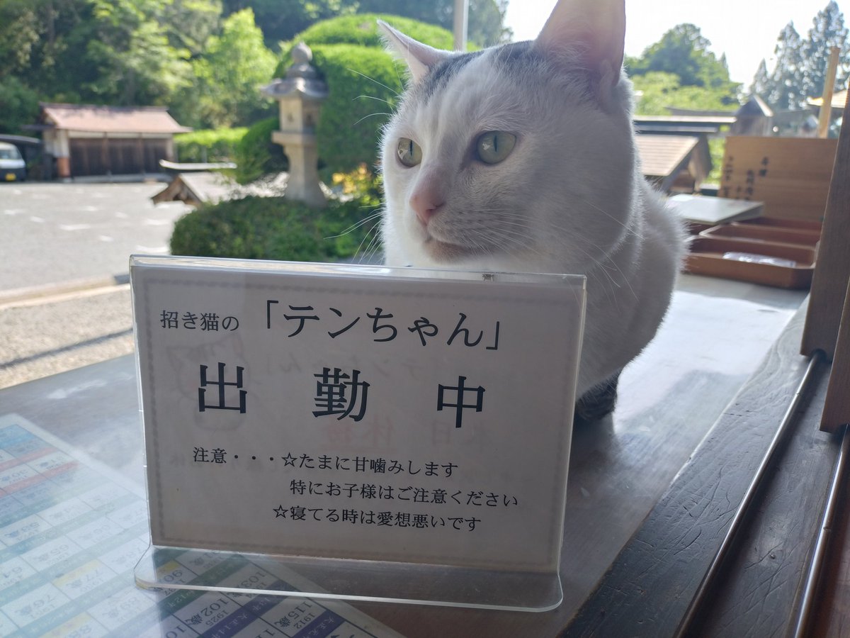テンちゃん 出勤しました