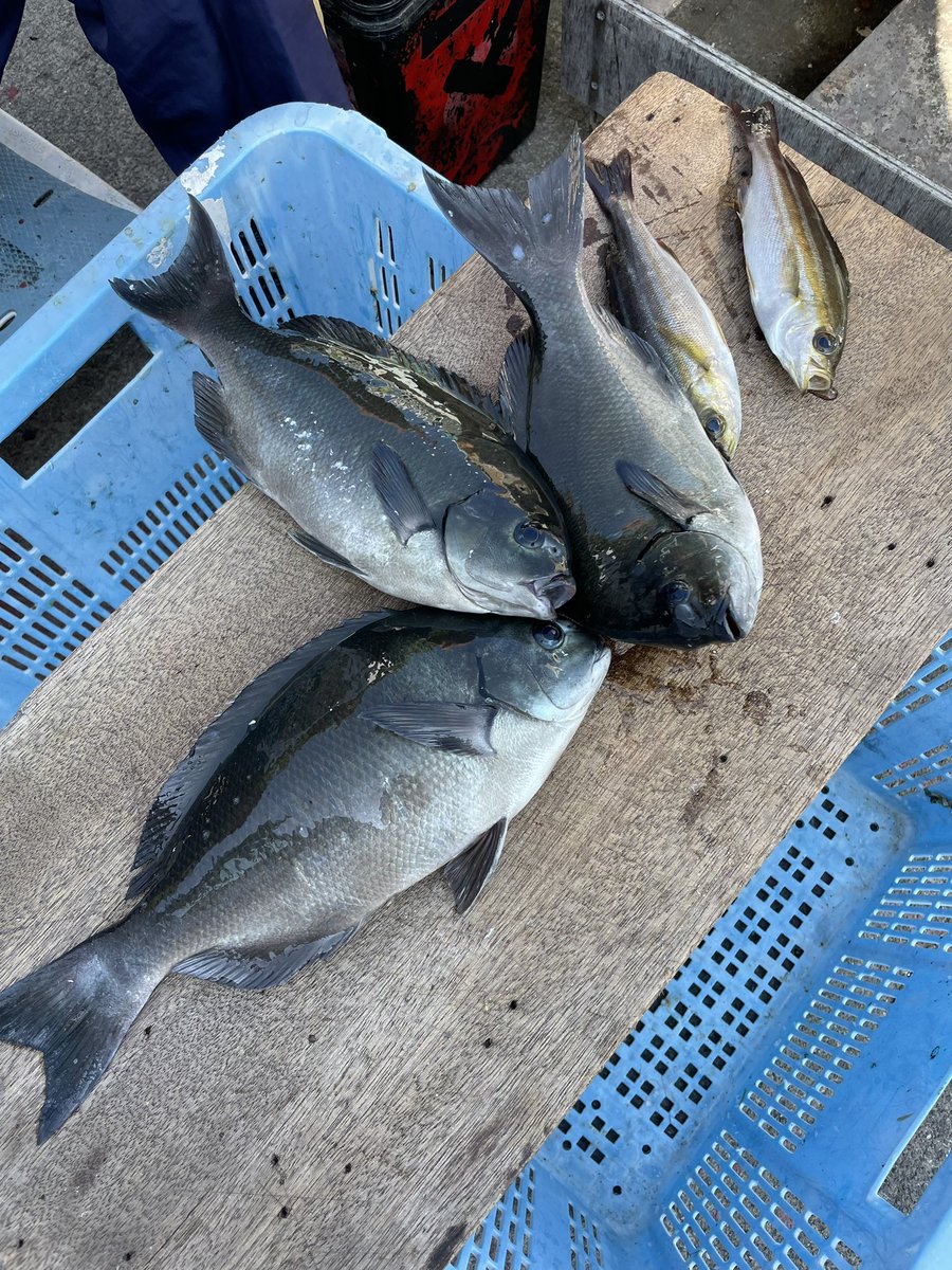 第八富士丸食堂 tweet media