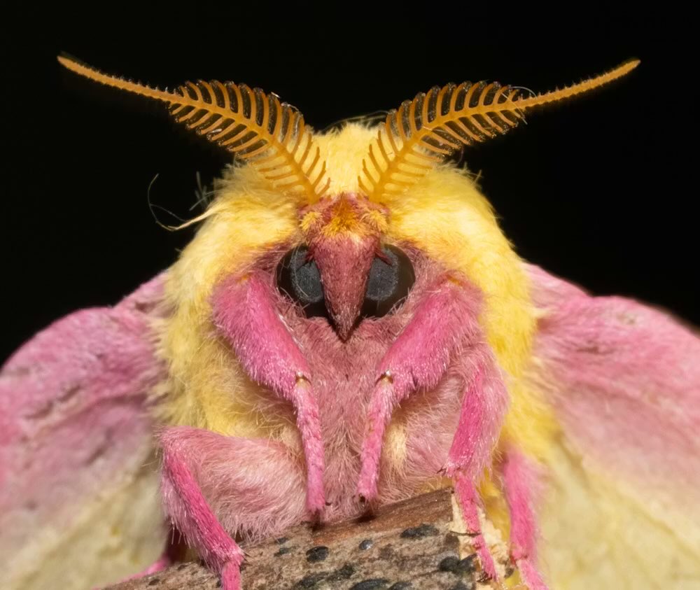 Poodle Moth tweet media