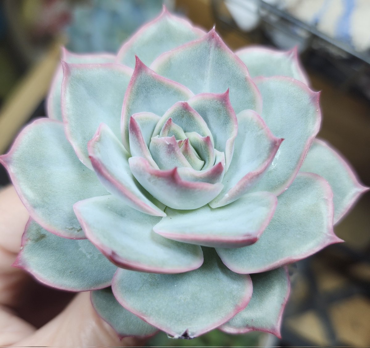 succincrazy's tweet photo. I think this is Echeveria Pink Tips. I know I had one at some point 🤔 https://t.co/vt7QXvcyeH