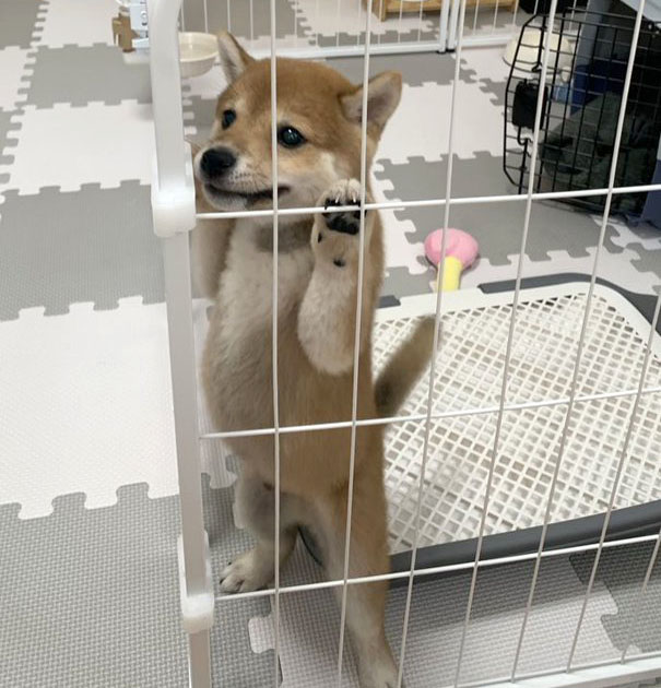 柴犬が好きすぎる＊シバ田 (@shiba_sukisugi) / Posts / X