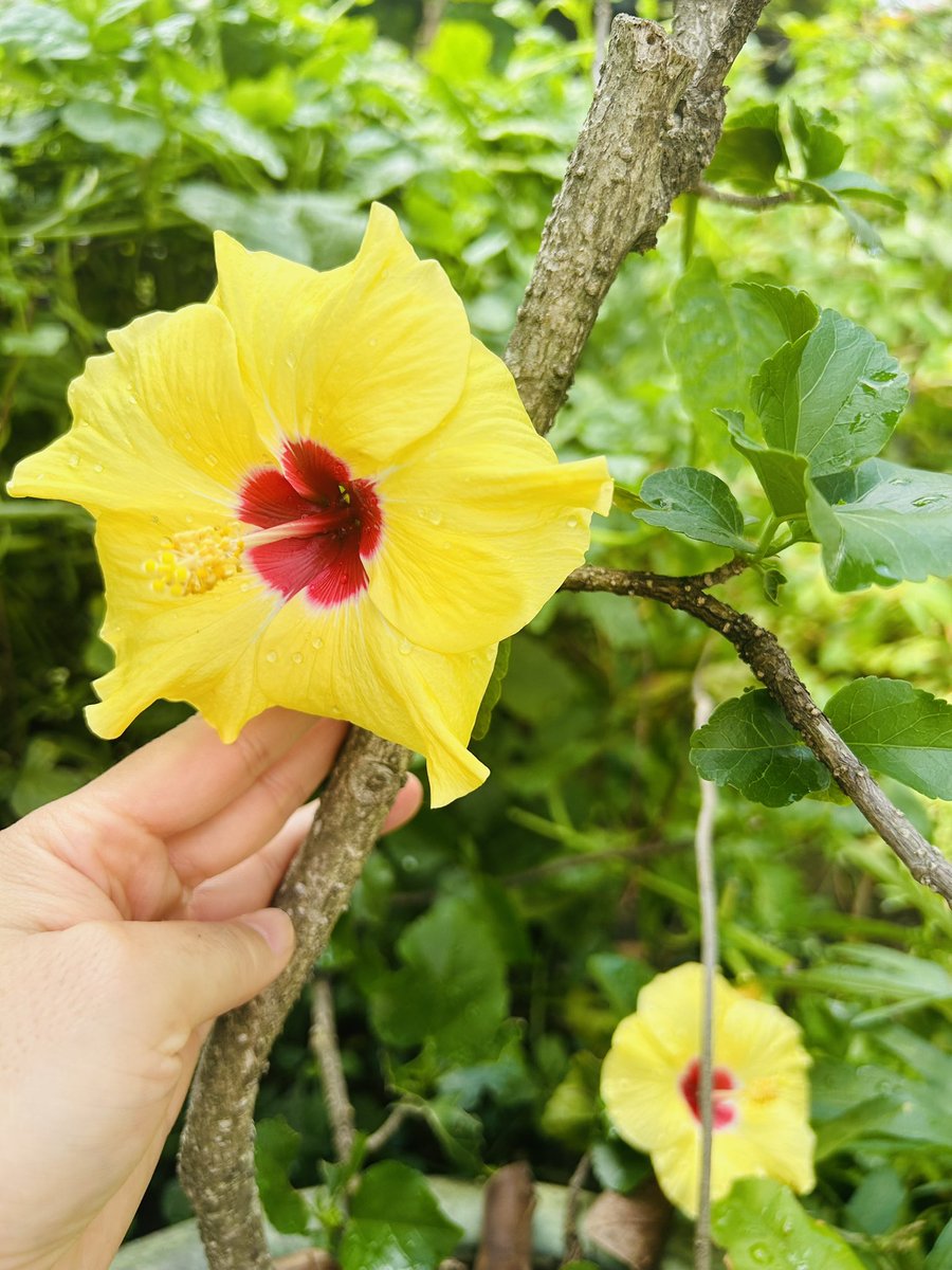 CTvuive's tweet photo. Sáng nay ra vườn, mình ngắm cây cối, hoa cỏ, nhìn chúng phát triển rực rỡ mà lòng vui vẻ theo, chỉ vậy thôi là thấy hạnh phúc rồi nè. https://t.co/YGdp357qJs