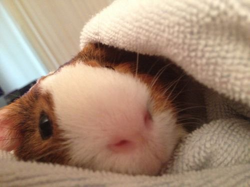 Guinea Pig tweet media